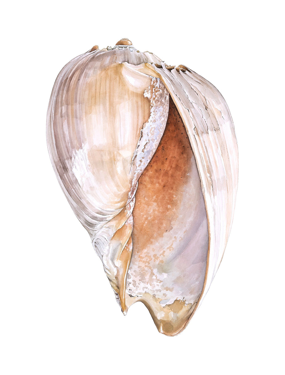 Baler Shell – PIP SPIRO